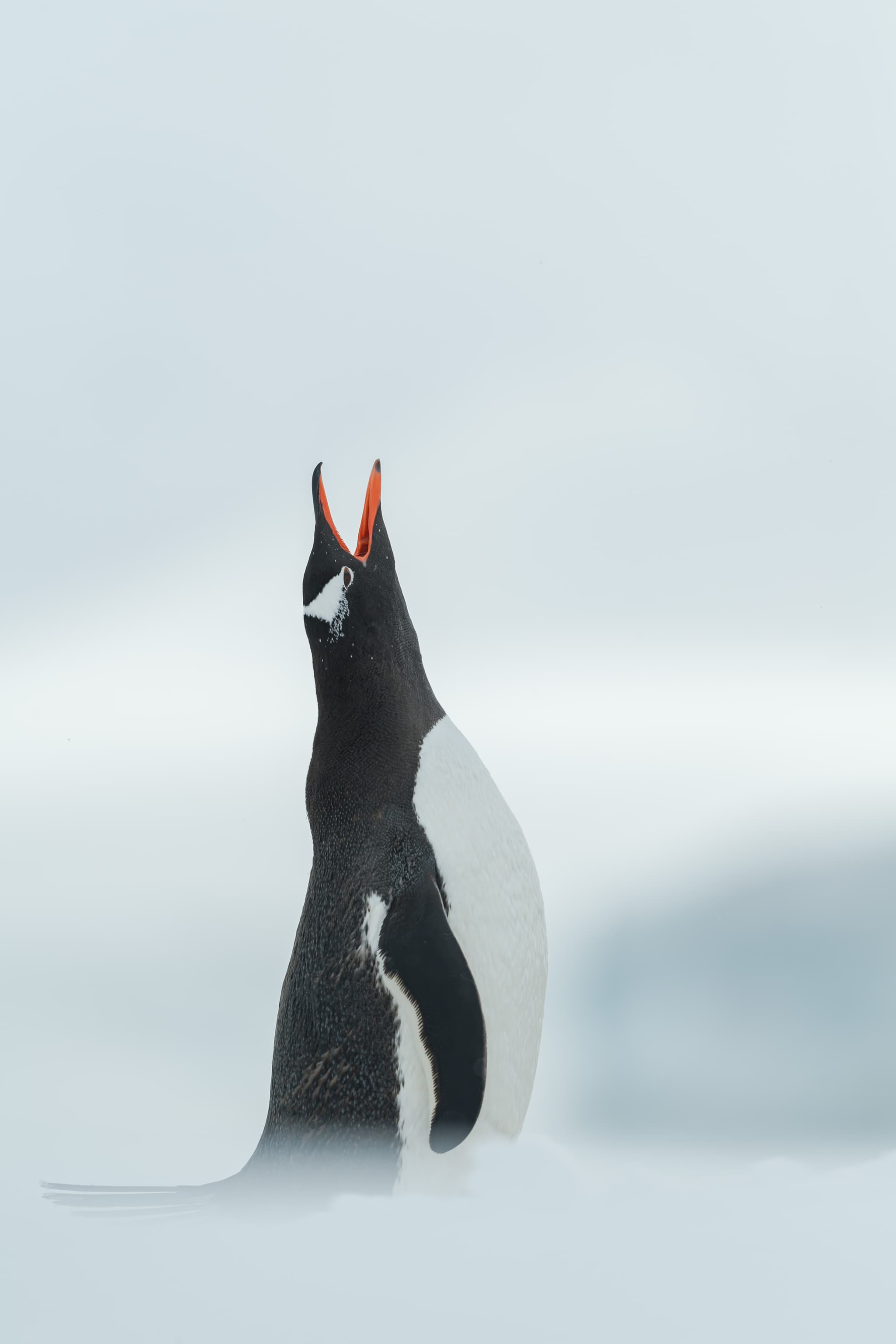 Penguins