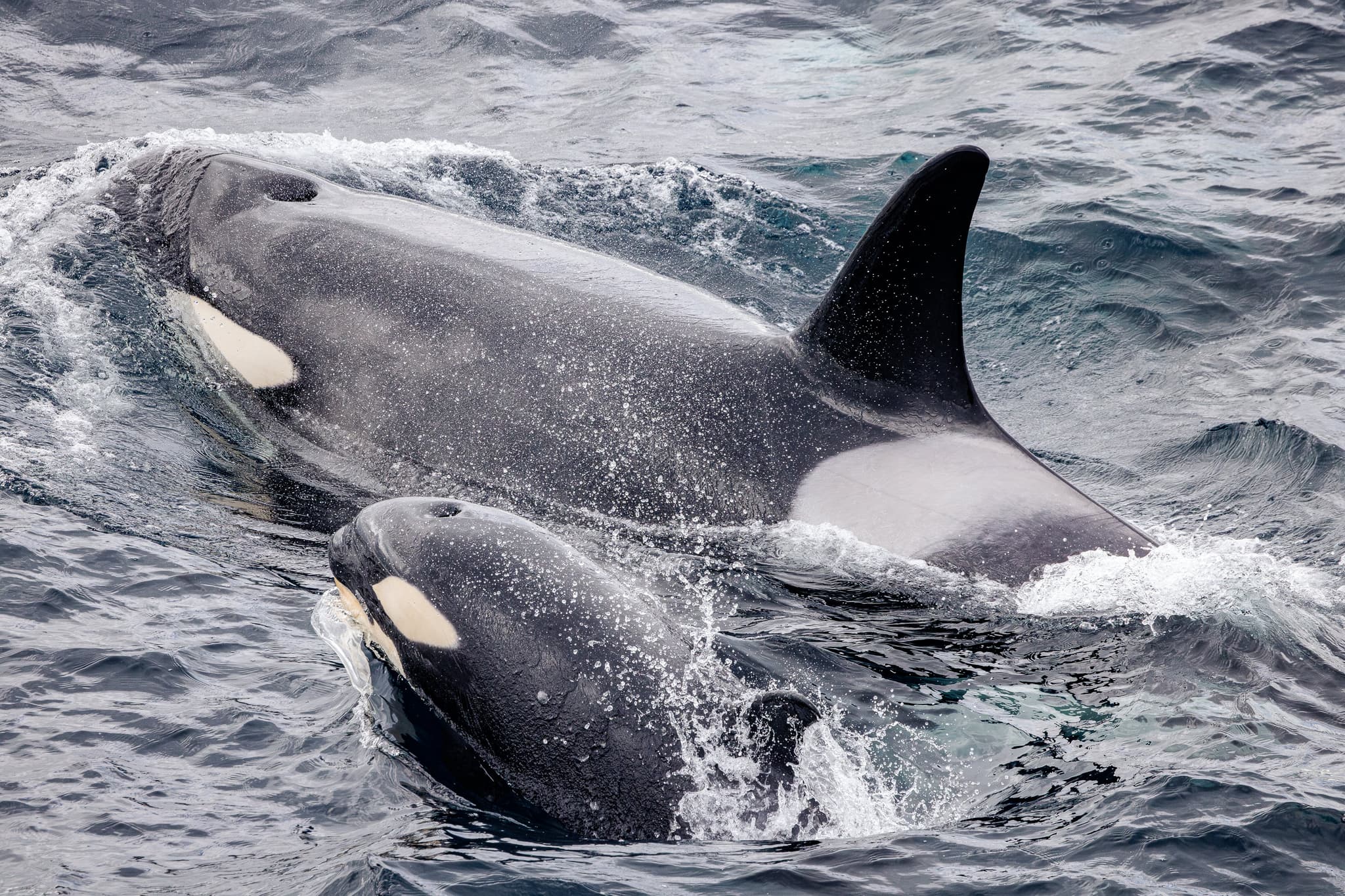 Whales